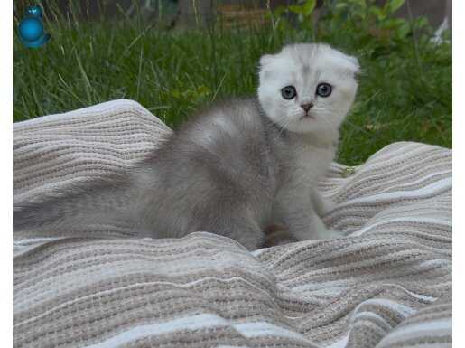 Safkan silver scottish fold