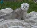 Safkan silver scottish fold