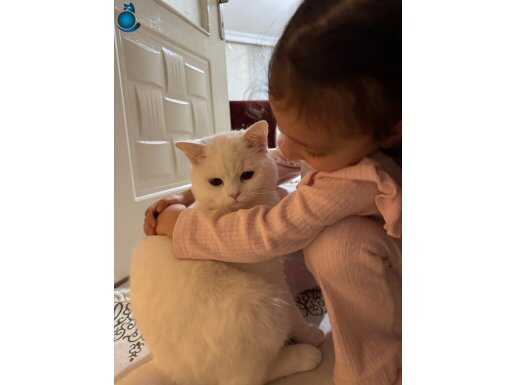 Hatasız değişensiz 10Aylık kedi