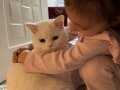 Hatasız değişensiz 10Aylık kedi