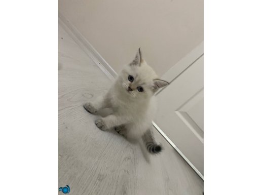 2 Aylık yavru kedilerimiz satılıktır