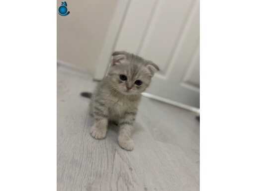 2 aylık yavru kedilerimiz satılık İSTANBUL