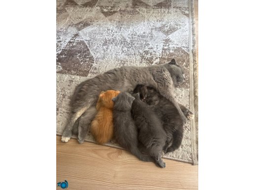 Scottish Fold 2 Aylık Dişi 