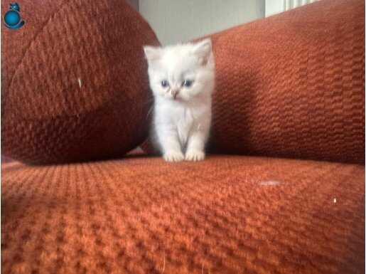 BRİTİSH BEBEKLER