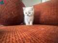 BRİTİSH BEBEKLER