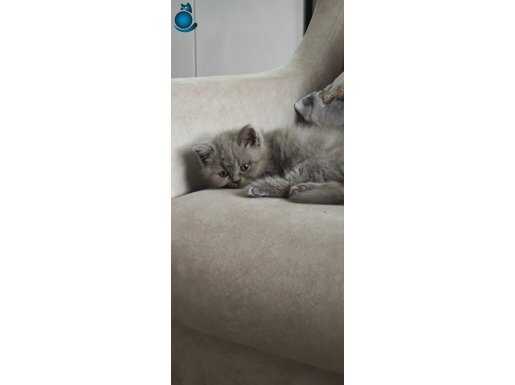 British Shorthair HENUZ 50 GUNLUK