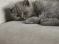 British Shorthair HENUZ 50 GUNLUK