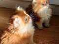 SCRLİ ANNE BABA TAM BİR SAF KAN