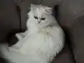 Mia Kızımıza yeni yuva arıyoruz 