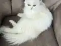 Mia Kızımıza yeni yuva arıyoruz 