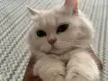 Mia Kızımıza yeni yuva arıyoruz 