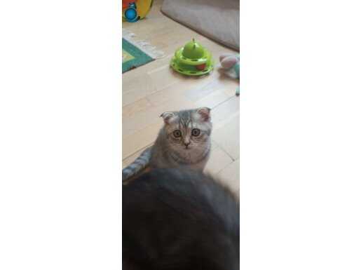 SCOTİSH//BRİTİSH 3 AYLİK