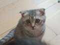 SCOTİSH//BRİTİSH 3 AYLİK