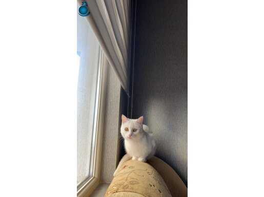 Kedi