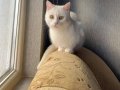 Kedi