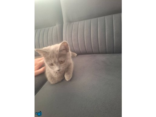KEDİLERİMİZ 3 AYLIKTIR DİŞİ VE ERKEK BAKIMLI HELA EĞTİMİ VAR