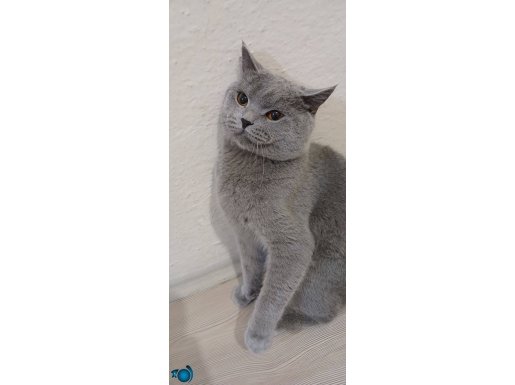 Çok tatlı bir kedi paraya ihtiyacım olduğu için satıyorum:(