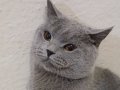 Çok tatlı bir kedi paraya ihtiyacım olduğu için satıyorum:(