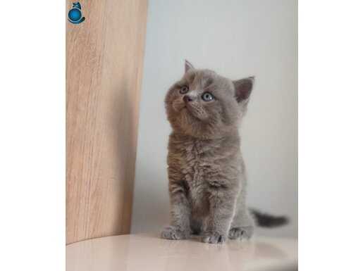 Satılık yavru kedi 