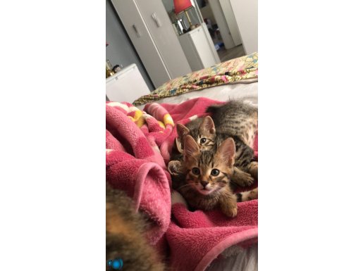 Renklerinden dolayı istenmiyolar. Anne ve 2,5 aylık bebekler