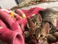 Renklerinden dolayı istenmiyolar. Anne ve 2,5 aylık bebekler