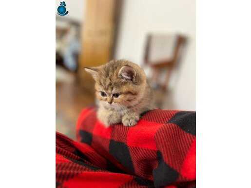 Boncuk gözlüme acil yuva 
