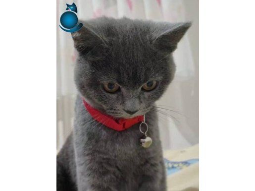 British kedi 6 aylık kumu taşıma kapı herşeyi mevcuttur.... 