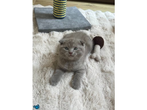 Erkek scottish fold