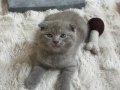 Erkek scottish fold