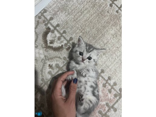 Yavrularım yeni yuvalarını arıyor 