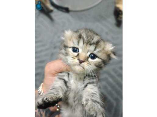 36 günlük scottish fold yavrularım