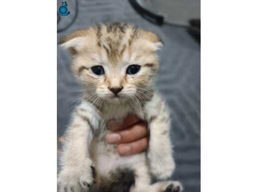 acillllllllll scottishfold yavrularım 48 günlük