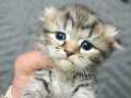 36 günlük scottish fold yavrularım