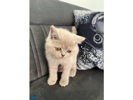Scottish fold yavru dişi kedi Gri 