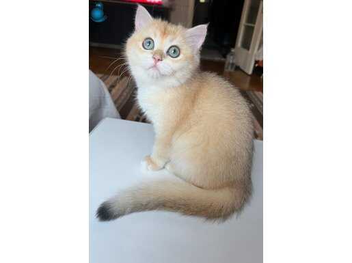 Safkan British Golden Shorthair