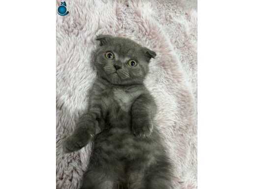 Lütfen açıklamayı okumadan iletişime geçmeyin