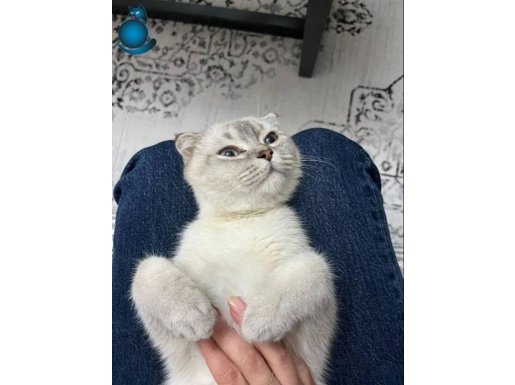 Kedimin tüm aşıları tam eğitimleri tam