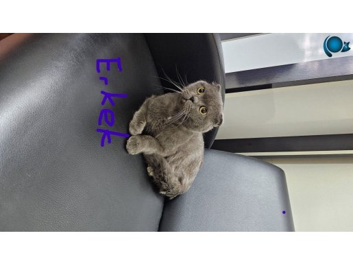 sağlıklı çift çift olarak verilecek mazemeli