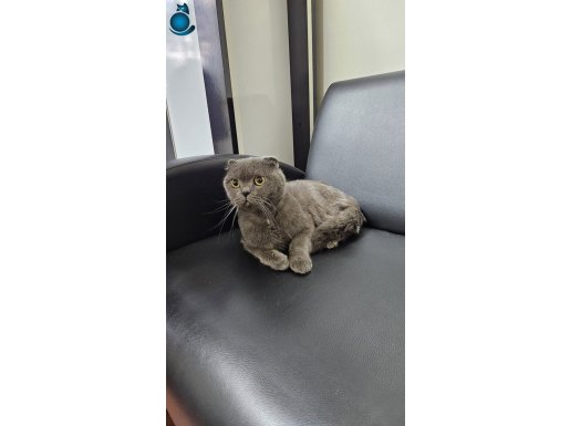 çift sahiplendirme yapılacak ücretsiz