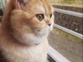 British shorthair kedimiz disi 1 yasinda kısırlaştırilmadi
