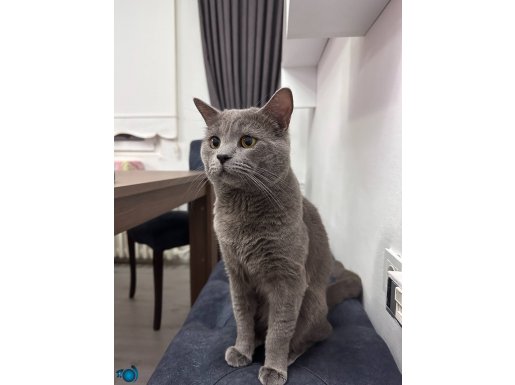 1,5 YAŞINDAKİ KEDİME ACİL YUVA ARIYORUZ