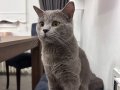 1,5 YAŞINDAKİ KEDİME ACİL YUVA ARIYORUZ