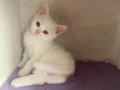 2 aylık shorthair