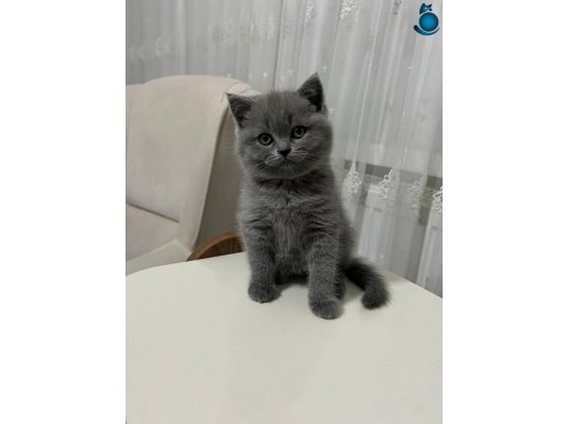Akıllı minnak yeni evine gitmeye hazir
