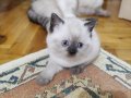  safkan british shorthair babadan 