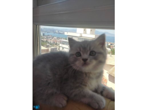 2 aylık sağlıklı safkan yavrular 