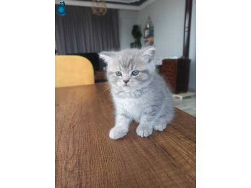Sağlıklı safkan yavrular 