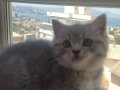 2 aylık sağlıklı safkan yavrular 