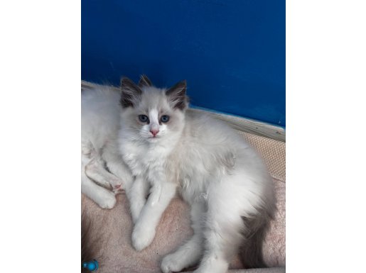 UYGUN FİYATA SAFKAN RAGDOLL
