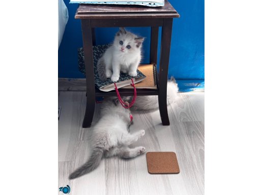 UYGUN FİYATLI SAFKAN RAGDOLL